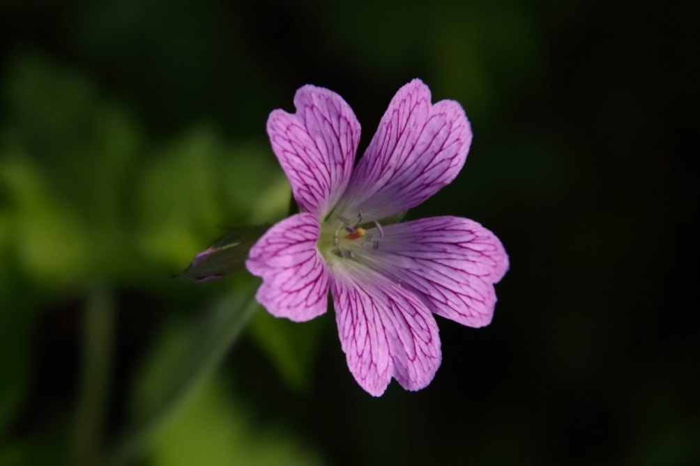 2011 05 27 IMG 32578